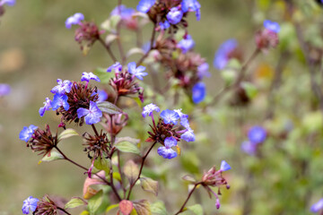 close up of beautiful blue Ceratostigma willmottianum flowers in the garden in summer season with green light background.