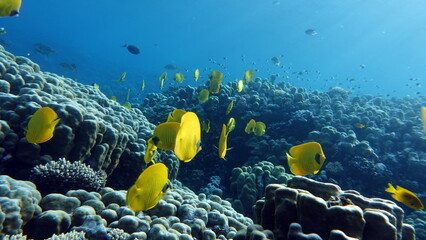 Masked butterflyfish. Fish - a type of bone fish Osteichthyes. Butterfly fish Chaetodontidae. Masked butterfly fish.

