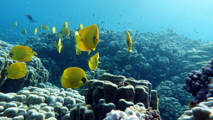 Masked butterflyfish. Fish - a type of bone fish Osteichthyes. Butterfly fish Chaetodontidae. Masked butterfly fish.   © Vitalii6447