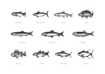 Fishes, vintage collection in vector. Drawn set.