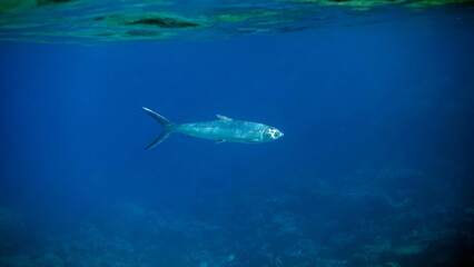 Fototapeta na wymiar Beautiful fish on the Red Sea reef.