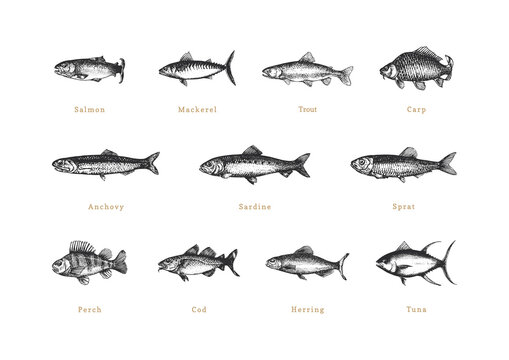 Fishes, vintage collection in vector. Drawn set.