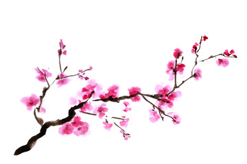 Art watercolor - a branch of blooming sakura. Hand-drawn illustration for greeting cards, posters and professional design. Japanese painting flowering tree branch. Isolated on a white background.