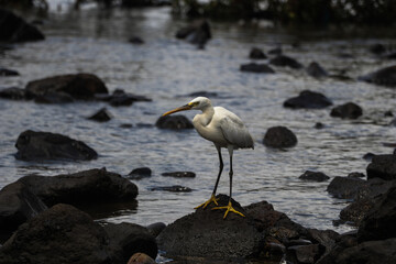 Egret with landscape and beautiful nature