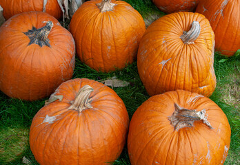pumpkins on the ground