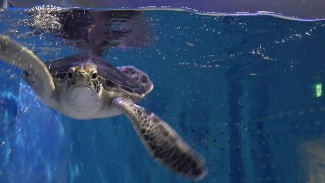 水槽の中で泳ぐ練習をする若いアオウミガメ  クローズアップ  4K