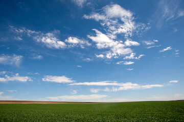 Fototapeta premium green field and blue sky