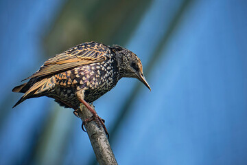 Star ( Sturnus vulgaris ).