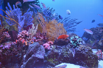 coral reef and fishes