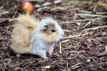 Hausmeerschweinchen ( Cavia porcellus form. domestica ).