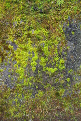 石壁の苔　緑の背景