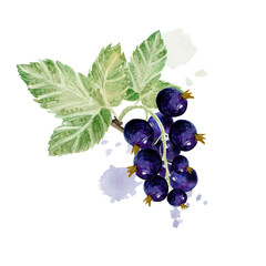 A branch of black currant. Diet, vitamin berry.