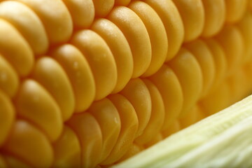 Fresh harvested organic corn cob.