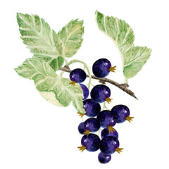 A branch of black currant. Diet, vitamin berry.