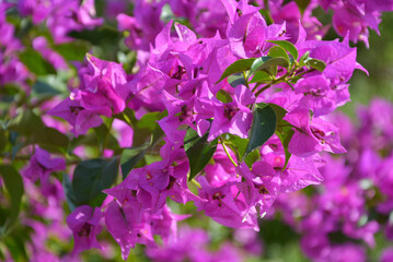 purple flowers in the garden