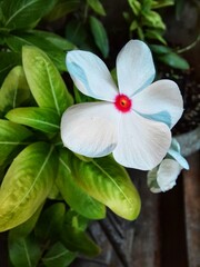 white and red flower