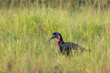 Abyssinian Ground Hornbill - Bucorvus abyssinicus, special large bird from African savannahs, Murchison falls, Uganda.