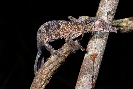 Henkels Blattschwanzgecko // Henkel's leaf-tailed gecko (Uroplatus henkeli)