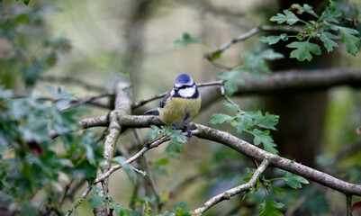 Blue tits looking for food in a woodland setting