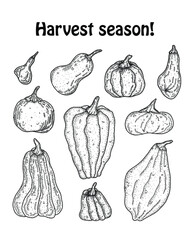 black and white line art hand drawn vector set of different pumpkin illustration for Thanksgiving, Helloween, harvest season .