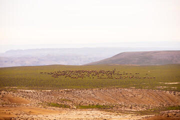 The shepherd grazes a flock of sheep. Sangachaly. Azerbaijan.