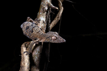 Henkel's leaf-tailed gecko // Henkels Blattschwanzgecko (Uroplatus henkeli)