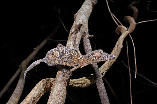 Henkels Blattschwanzgecko // Henkel's leaf-tailed gecko (Uroplatus henkeli)