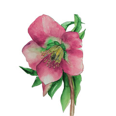 Anemone watercolor isolated. Pink flowers for design 