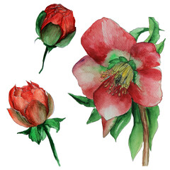 Watercolor red and pink anemones isolated for design
