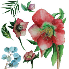 Anemones and leaves isolated. Red and pink flowers