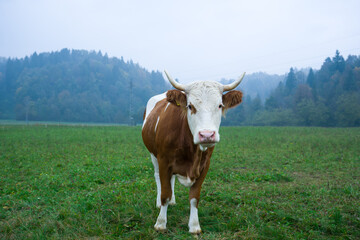Fototapeta na wymiar cow grazing on the mountains of Friuli, Italy