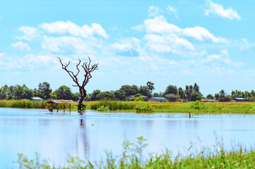 A flooded rice field in Suphan Buri province, Thailand, on a sky day and clear weather