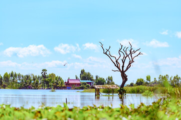 A flooded rice field in Suphan Buri province, Thailand, on a sky day and clear weather