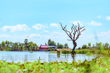 A flooded rice field in Suphan Buri province, Thailand, on a sky day and clear weather