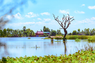 A flooded rice field in Suphan Buri province, Thailand, on a sky day and clear weather
