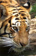 Close Up Face Image Of Big Tiger Drinking Water With A Wild Stare