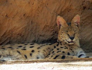 Sleeping Serval Wild Cat In The Shade On A Sunny Day