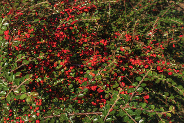 Ornamental shrub with red and green foliage. Thunberg's Green Carpet barberry (Berberis thunbergii Green Carpet) is a decorative small shrub with a spreading, cushion-shaped crown.