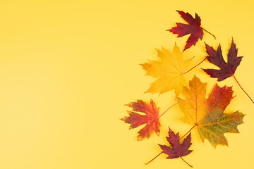 Naklejka na ściany i meble Beautiful autumn leafs isolated in yellow background