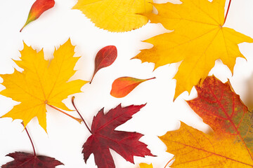 Fototapeta premium Autumn maple and other leaves on white background