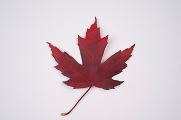 Colorful autumn maple leaf isolated on white background close up