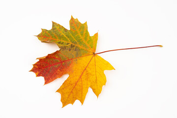 Autumn yellowed maple-leaf. Isolated on white background