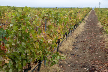 Fototapeta na wymiar vineyard and grape leaves, front view