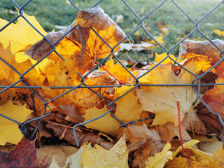 Herbstlaub sammelt sich am Maschendrahtzaun