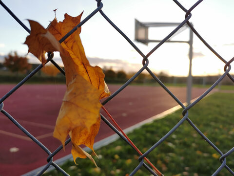 Herbstlaub hängt im Zaun am Basketballfeld