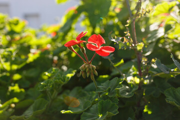 Orange Geranium against dark green background in Adelaide, South Australia during spring-time 