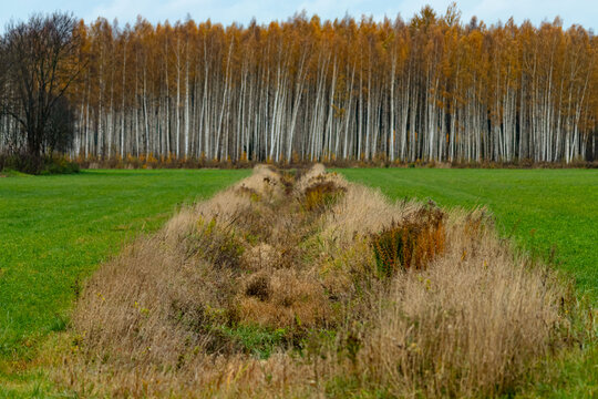 ditch in agricultural field leads to golden orange birsh forest, october landscape in Latvia