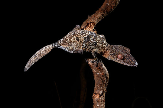 Henkel's leaf-tailed gecko // Henkels Blattschwanzgecko (Uroplatus henkeli)