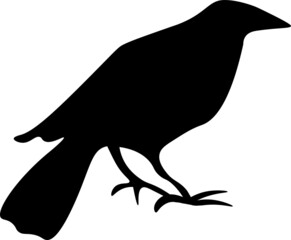 black silhouette of a raven