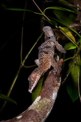 Henkel's leaf-tailed gecko // Henkels Blattschwanzgecko (Uroplatus henkeli)